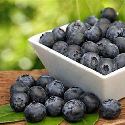 Northern Highbush Blueberry Hardy Fruit Tree Seeds