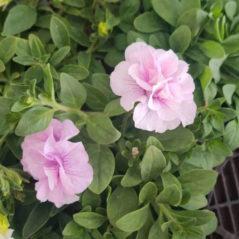Morning Glory Seeds Kniolas Black Night Garden Plants - Garden Flower