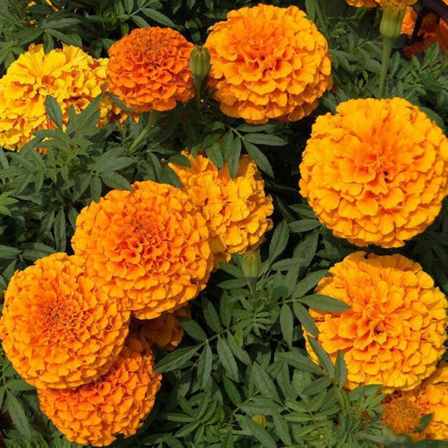 Orange Crackerjack Marigold Tall Garden Flower Seeds