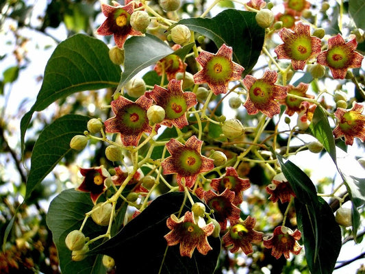 Kurrajong Brachychiton Populneus Flowering Bottle Tree Seeds