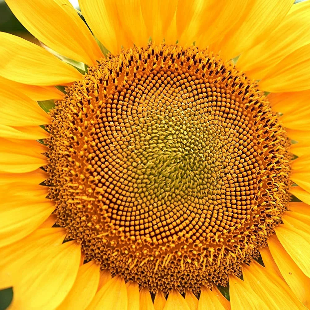 Giant Russian Mammoth Sunflower – Fruit Tree Seeds
