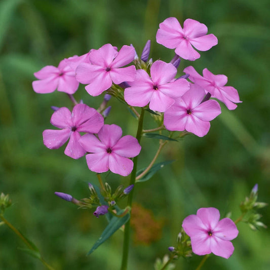 Marsh Phlox – Colorful Wildflower Garden Seeds