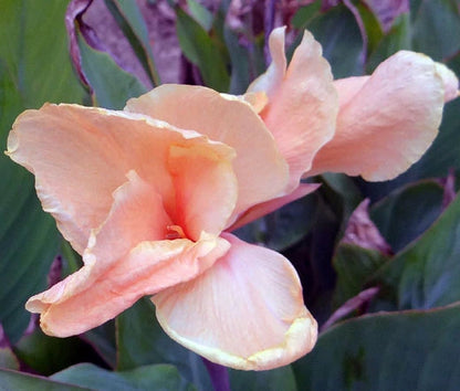 Canna Canna x Generalis – Rose Garden Flower Seeds