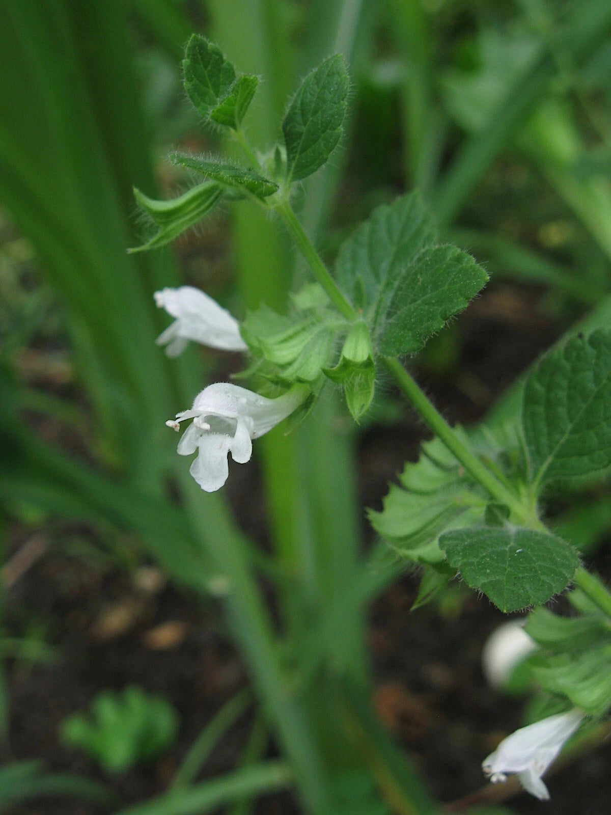 Lemon Balm Melissa Officinalis – Fragrant Herb Seeds