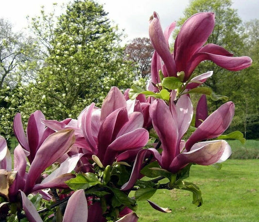 Purple Lily Magnolia Magnolia Lilliflora Nigra Flowering Shrub Seeds