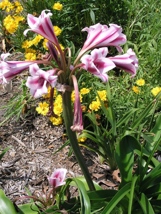 Crinum Lily Candy Twist Medium-size Bulb New - Flower Seeds