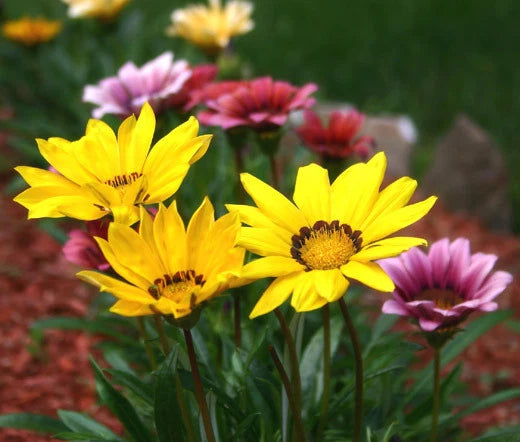 Gazania Garden Leader Mixed Colors Gazania Rigens – Colorful Garden Flower Seeds