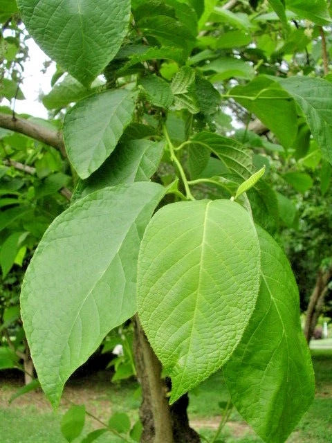 Fragrant Epaulette Tree Pterostyrax Hispida – Flowering Tree Garden Seeds
