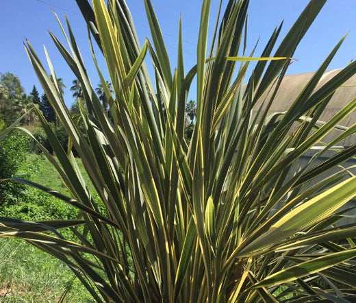 Phormium Tenax New Zealand Flax Hybrid Garden Seeds