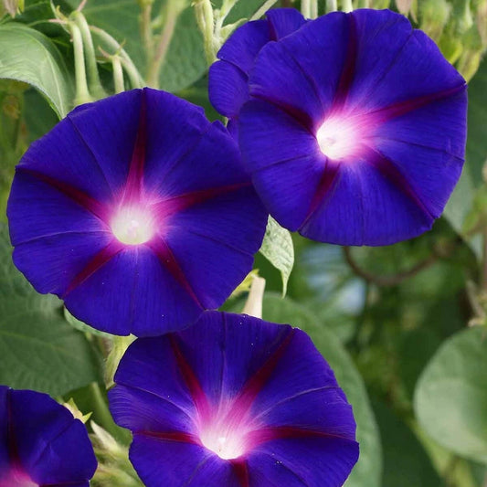 Grandpa Ott Morning Glory Colorful Wildflower Garden Seeds