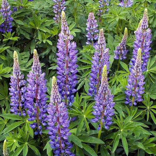Perennial Lupine – Hardy Wildflower Garden Seeds