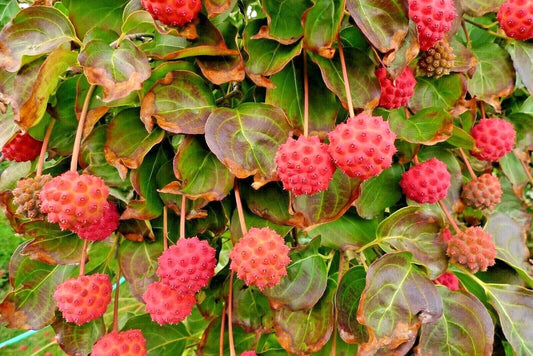 Korean Kousa Dogwood Cornus Kousa – Ornamental Tree Seeds