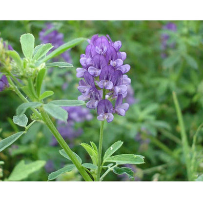 Alfalfa Medicago Sativa Flower Plant Seeds - Flower Seeds