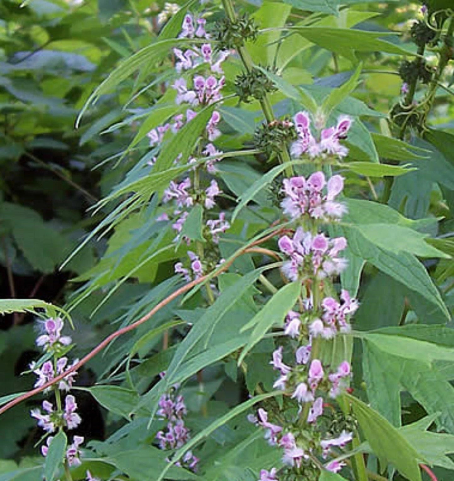 Motherwort Leonurus Cardiaca – Perennial Herb Flower Seeds