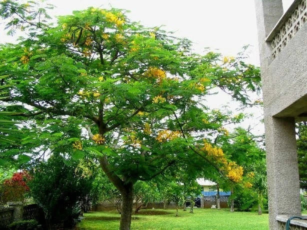 Yellow Golden Poinciana Delonix Regia Flavida – Hardy Tropical Tree Seeds