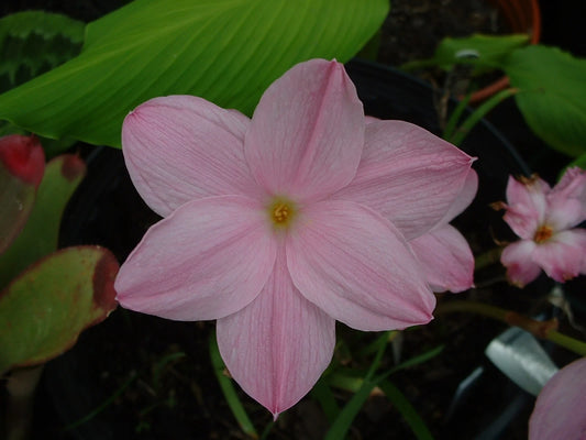 Rain Lily Zephyranthes – Colorful, Mixed Flower Seeds for Planting