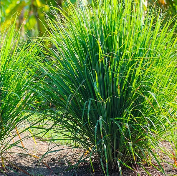 West Indian Lemongrass Cymbopogon Citratus – Herb Seeds