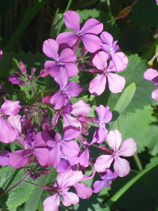 Purple Money Plant Lunaria Annua Perennial Flower Garden Seeds