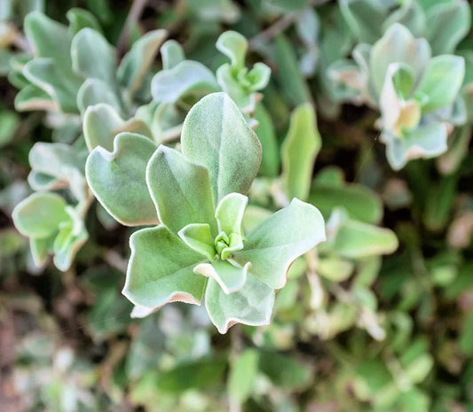 Silver Saltbush Seeds For Planting Great Landscape Bush Made In Usa Flower Seeds for Home and Garden