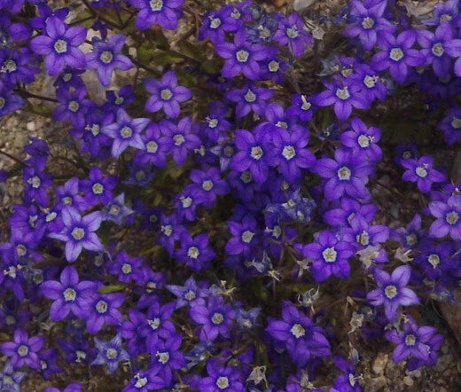 Venus’ Looking Glass Legousia Speculum-Veneris Large Blue Flower Seeds