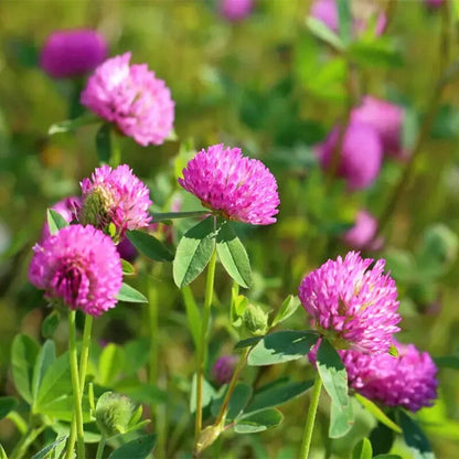 Red Clover Trifolium Pratense Hardy Perennial Flower Seeds