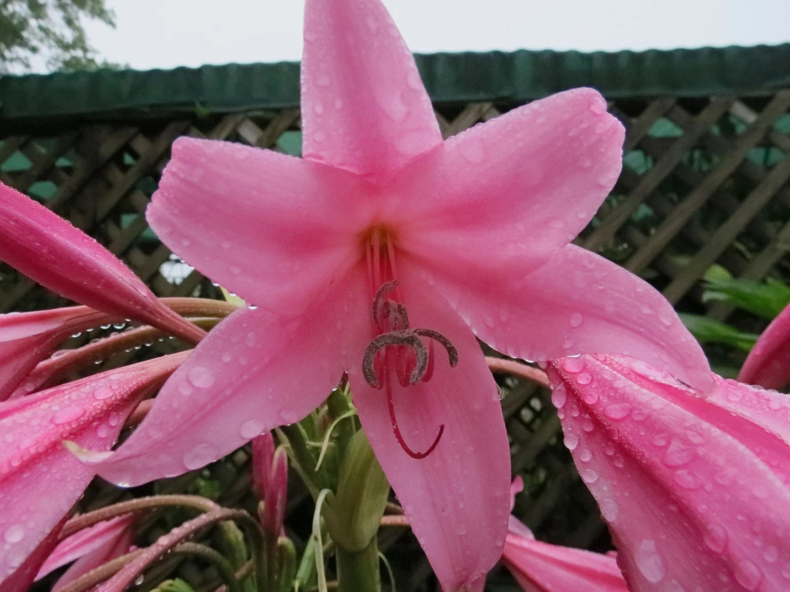 Crinum Lily Kitty – Garden Flower Seeds for Planting