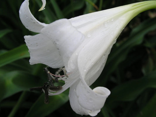 Crinum Lily False – Garden Flower Seeds for Planting