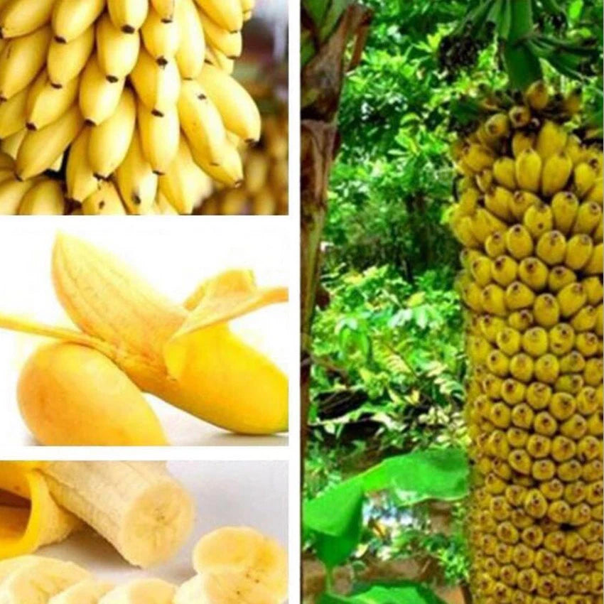Ornamental Banana Tree – Dwarf Perennial Garden Plant Seeds