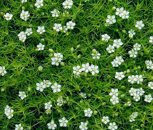 Irish Moss Sagina Subulata – Pearlwort Ground Cover Seeds