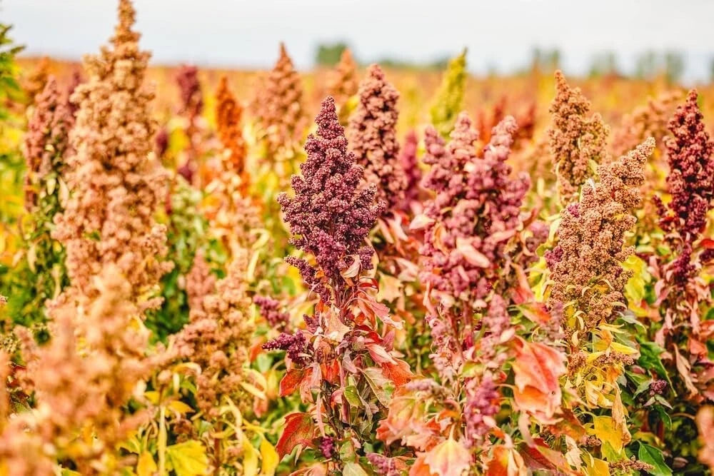 Rainbow Quinoa Vegetable Seeds