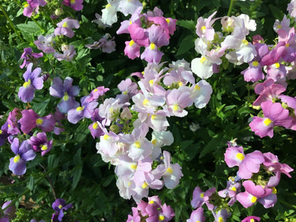 Easter Bonnet Cape Snapdragon Colorful Garden Flower Seeds