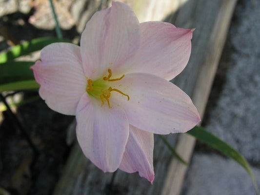 Rain Lily Zephyranthes Huastecana New Habranthus - Flower Seeds