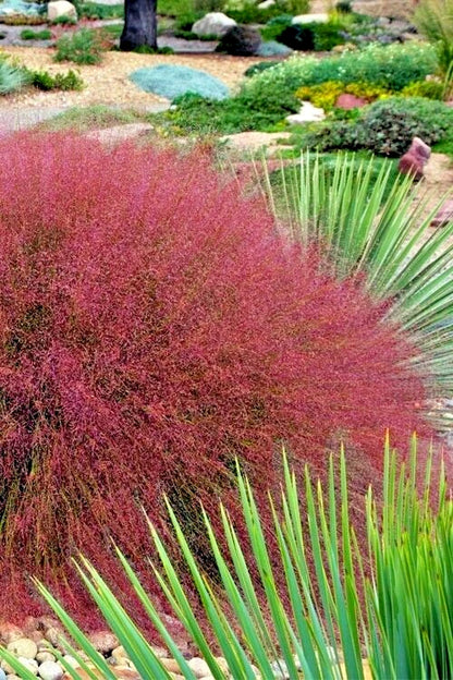 Undaunted Ruby Muhly Grass Muhlenbergia Reverchonii – Ornamental Grass Seeds