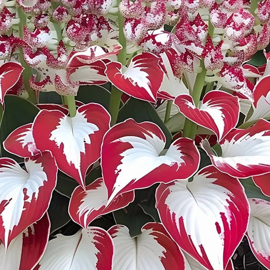 Hosta – Low Maintenance Perennial Flower Garden Seeds