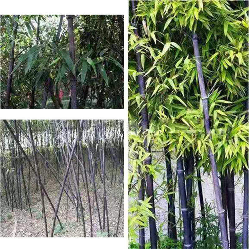 Purple Bamboo Seeds – Hardy Flower Seeds for Planting