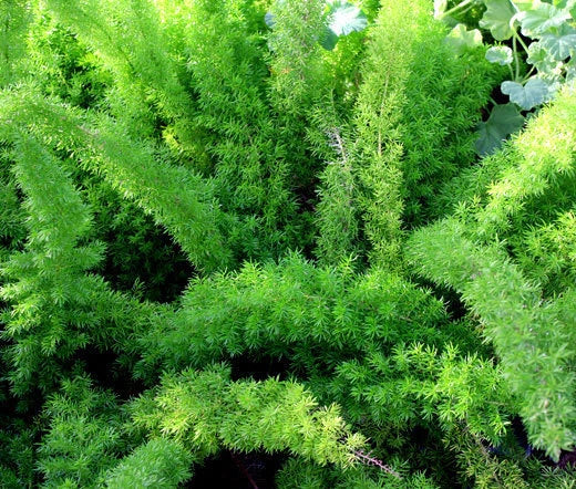 Asparagus Foxtail Fern Asparagus Densiflorus Meyeri – Indoor Houseplant Seeds