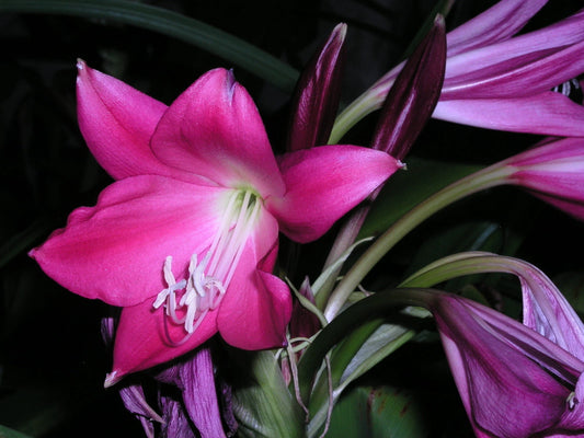 Crinum Lily Fay – Garden Flower Seeds
