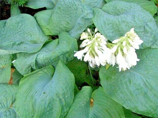Sieboldiana Elegans Hosta – Hardy Perennial Garden Flower Seeds