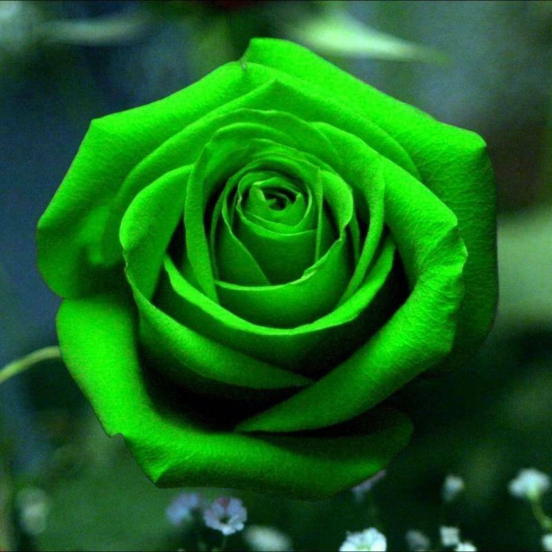 Bright Green Rose – Fragrant, Garden Flower Seeds