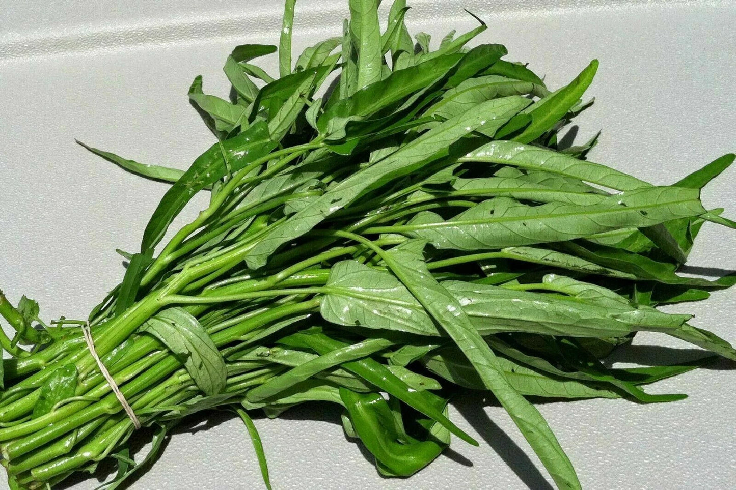 G Water Spinach – Garden Vegetable Seeds for Planting