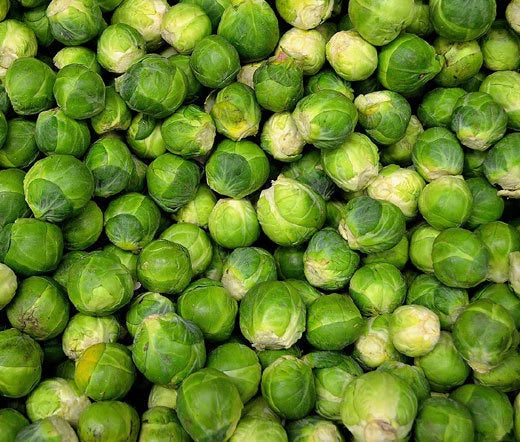 Brussel Sprouts Long Island Brassica Oleracea – Vegetable Garden Seeds