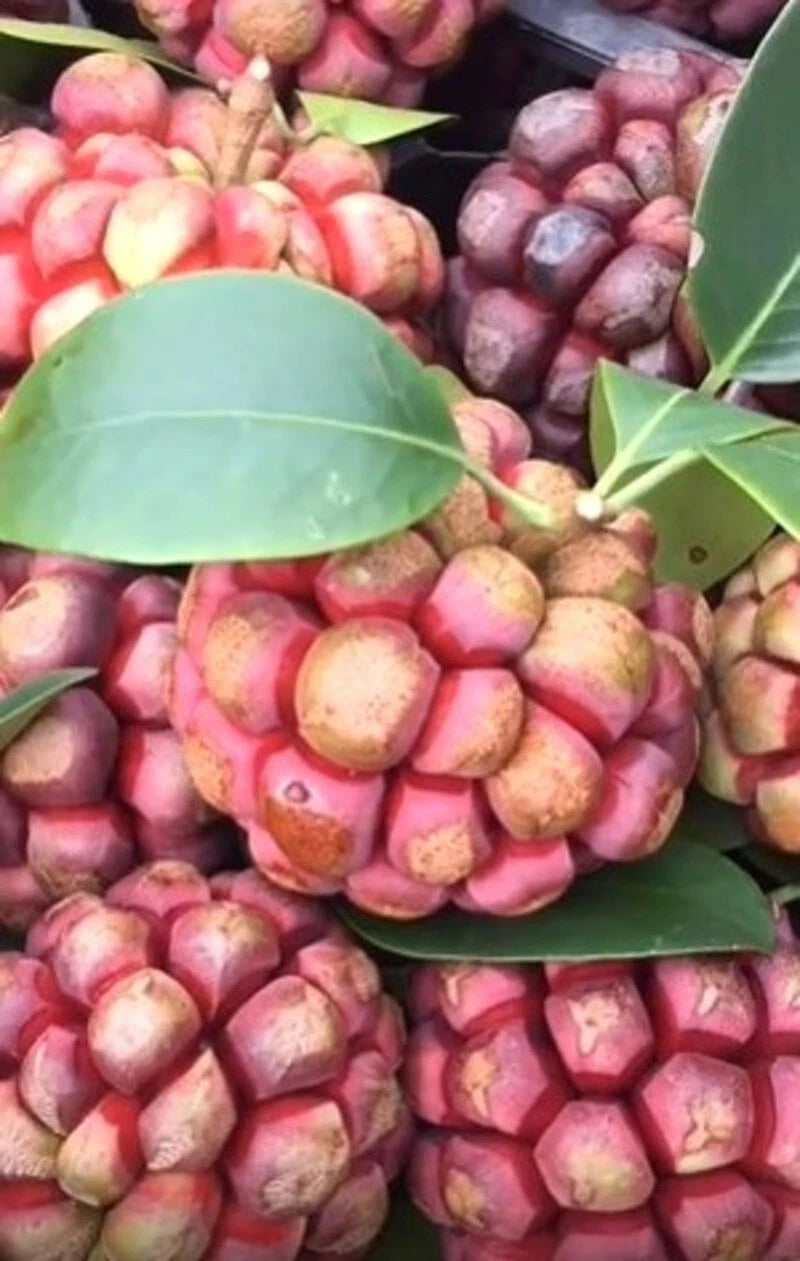 Kadsura Coccinea – Hardy Ornamental Fruit Vine Seeds