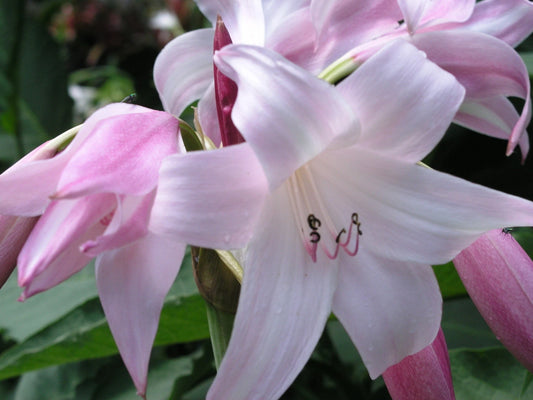 Crinum Lily Peachblow Improved Medium-size Bulb - Very - Flower Seeds