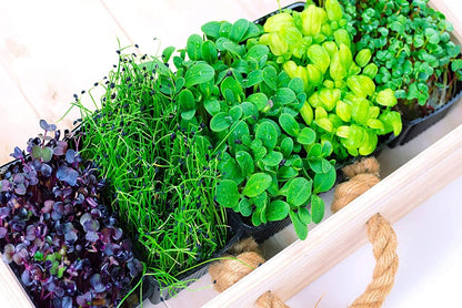 Microgreens Mix - Basil, Onion, Radish, Alfalfa, Wheatgrass - 5 of The Best