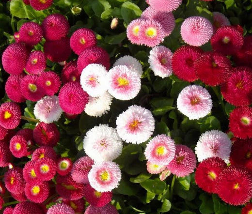 English Daisy Mixed Colors Bellis Perennis Super Enorma – Colorful Garden Flower Seeds