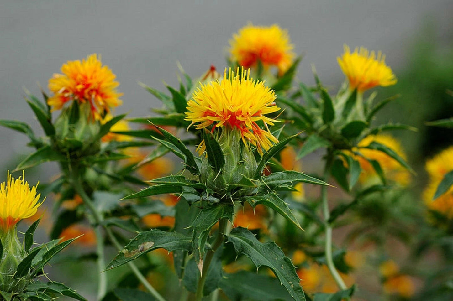 Safflower Carthamus Tinctorius – Annual Herb Garden Seeds