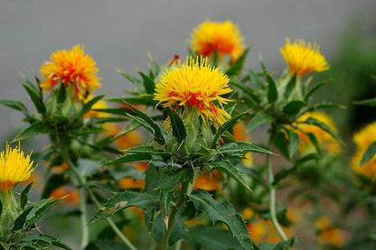 Safflower Carthamus Tinctorius – Annual Herb Garden Seeds