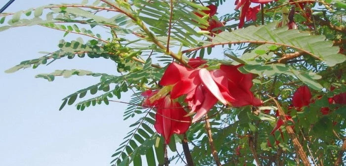 Sesbania Grandiflora – Scarlet Wisteria Hummingbird Tree Seeds