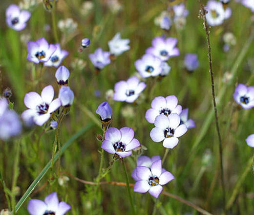 Birds Eye Gilia Tricolor – Colorful Garden Flower Seeds