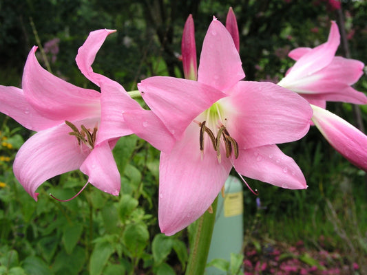 Crinum Lily Emma – Garden Flower Seeds for Planting